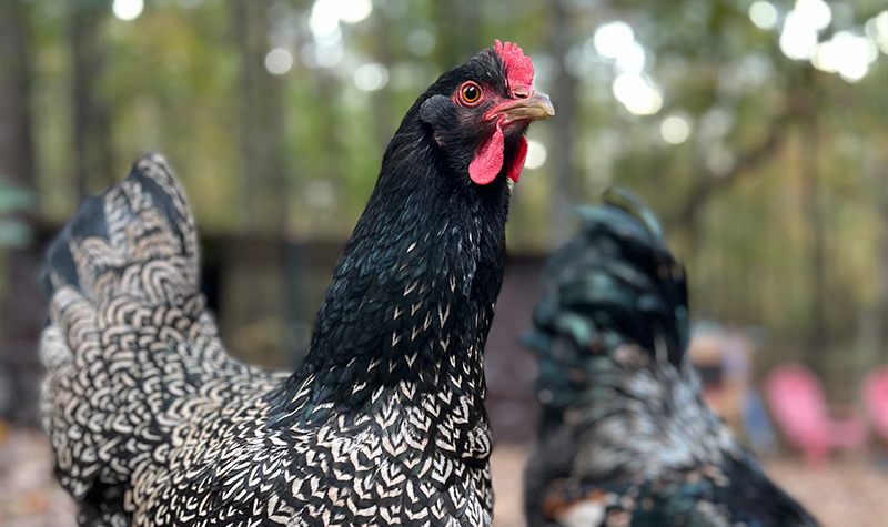 Three Awesome Chickens Breeds - Stoney Creek Farm