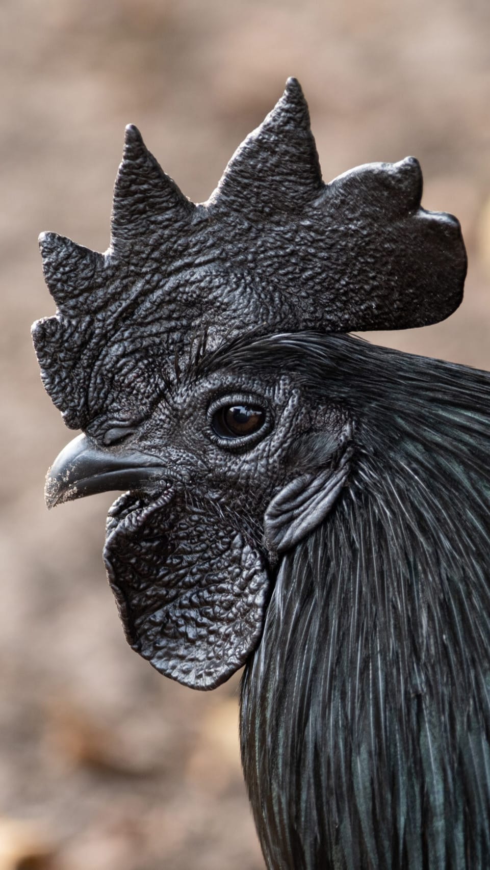 Rare ornamental bird