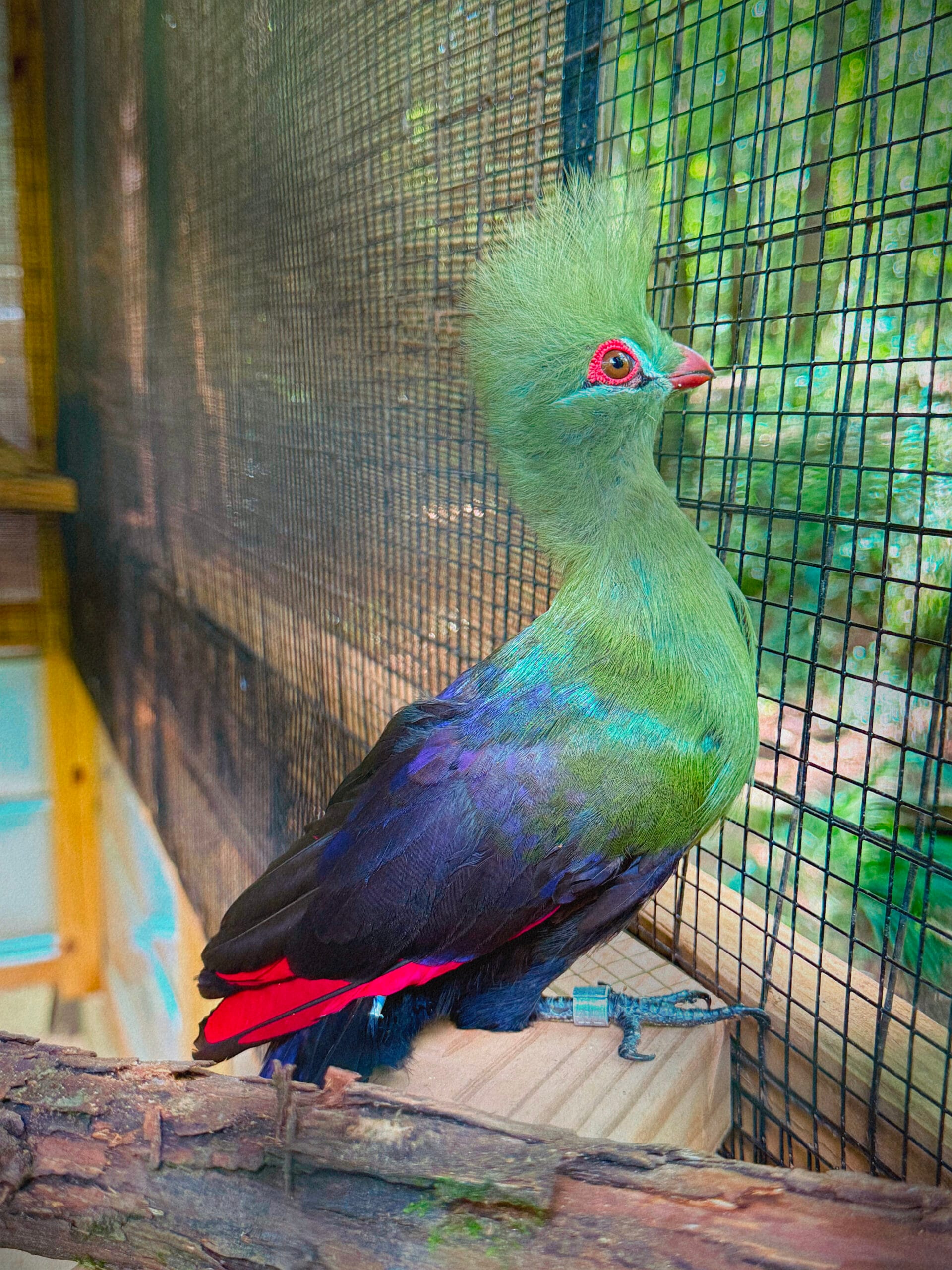 Persa Turaco