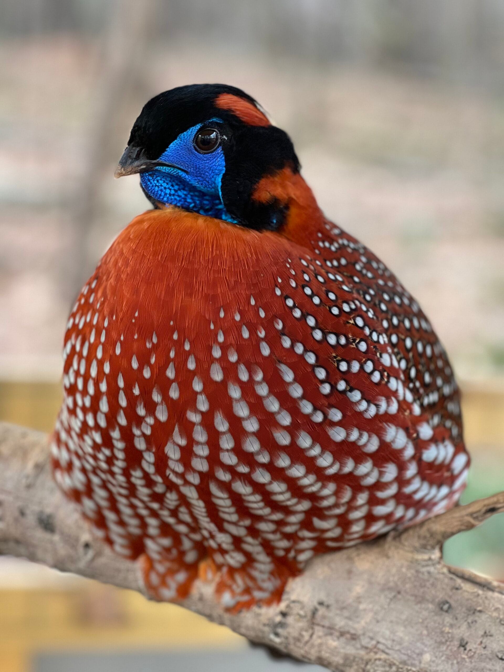 Temminck's Tragopan