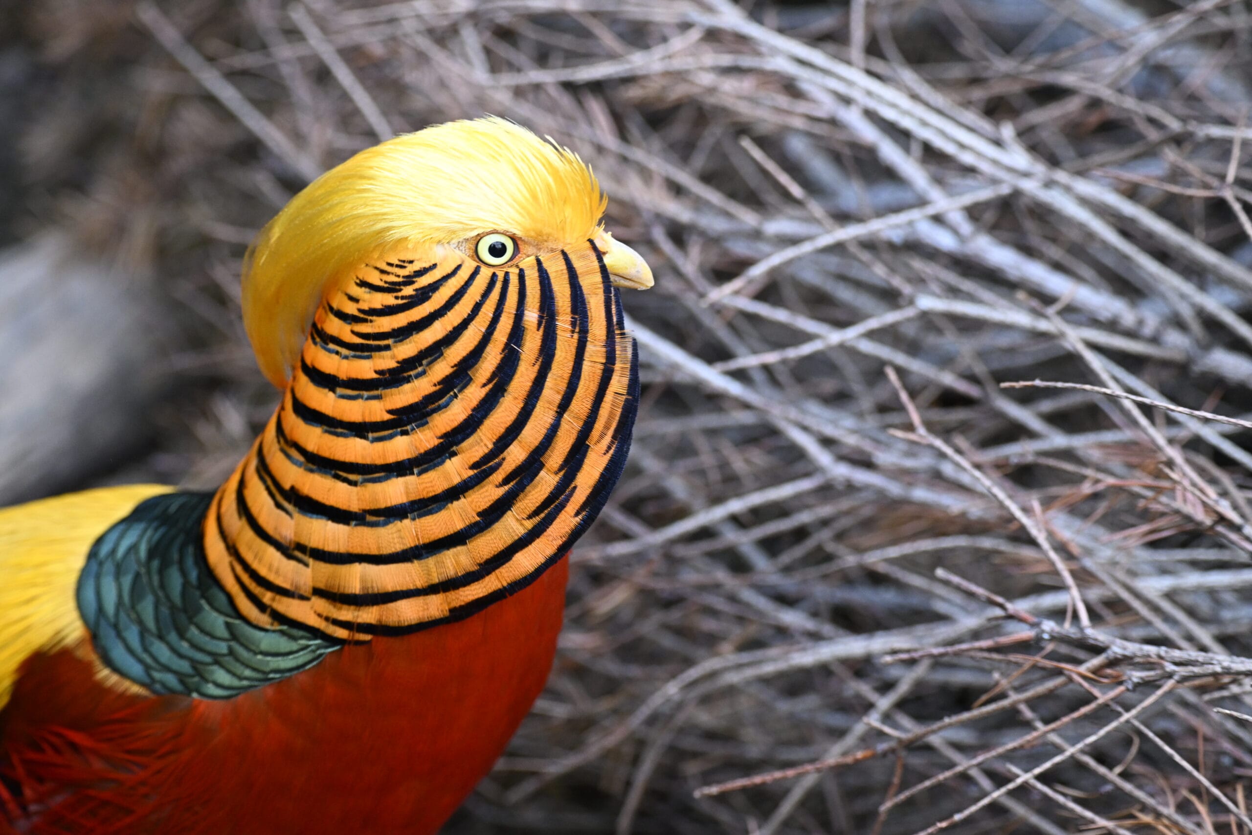 Golden pheasant at Dinky Creek Feather Farm