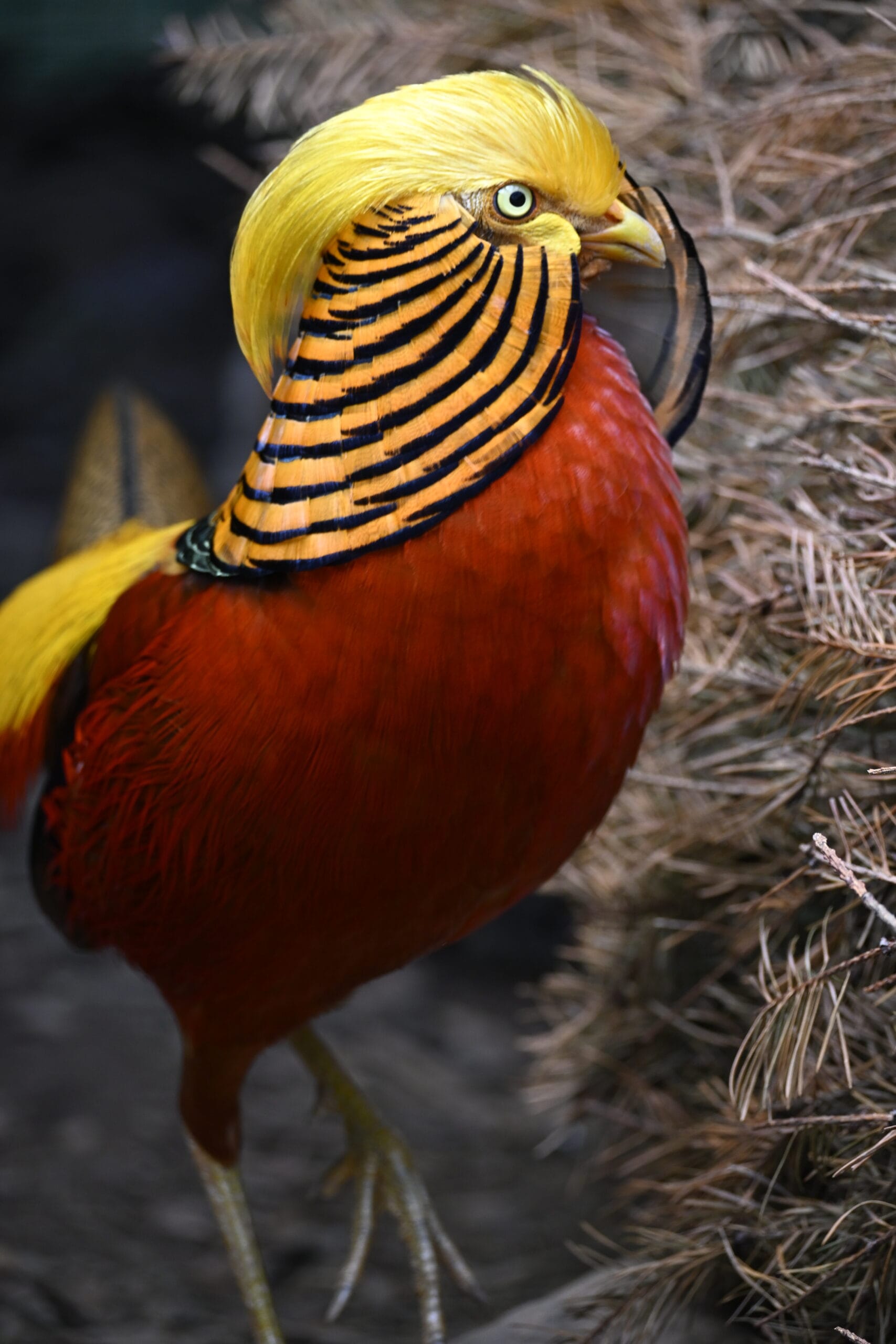 Golden Pheasant