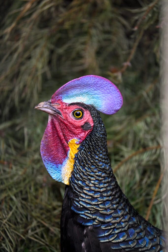 Green Jungle Fowl