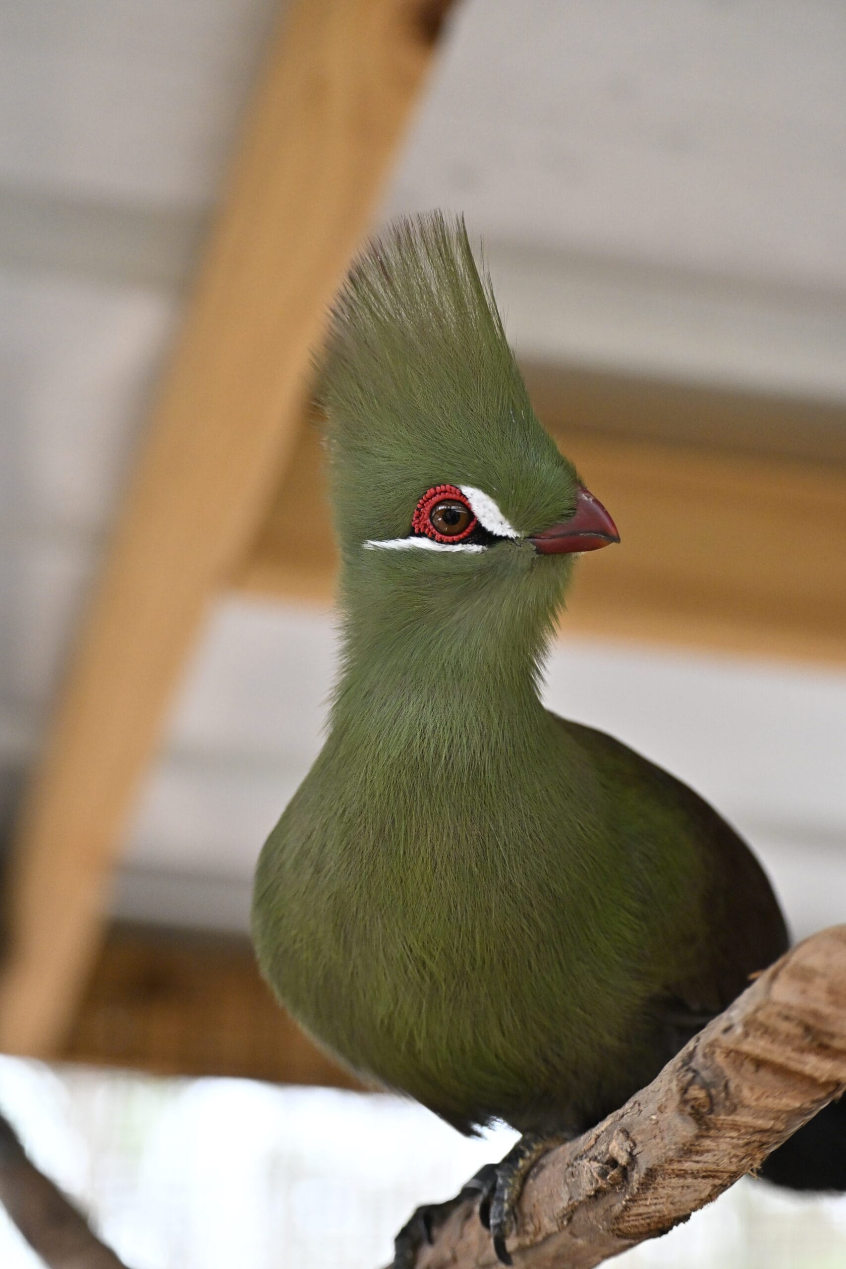 Persa Persa Turaco