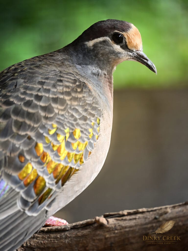 Bronze Wing Dove