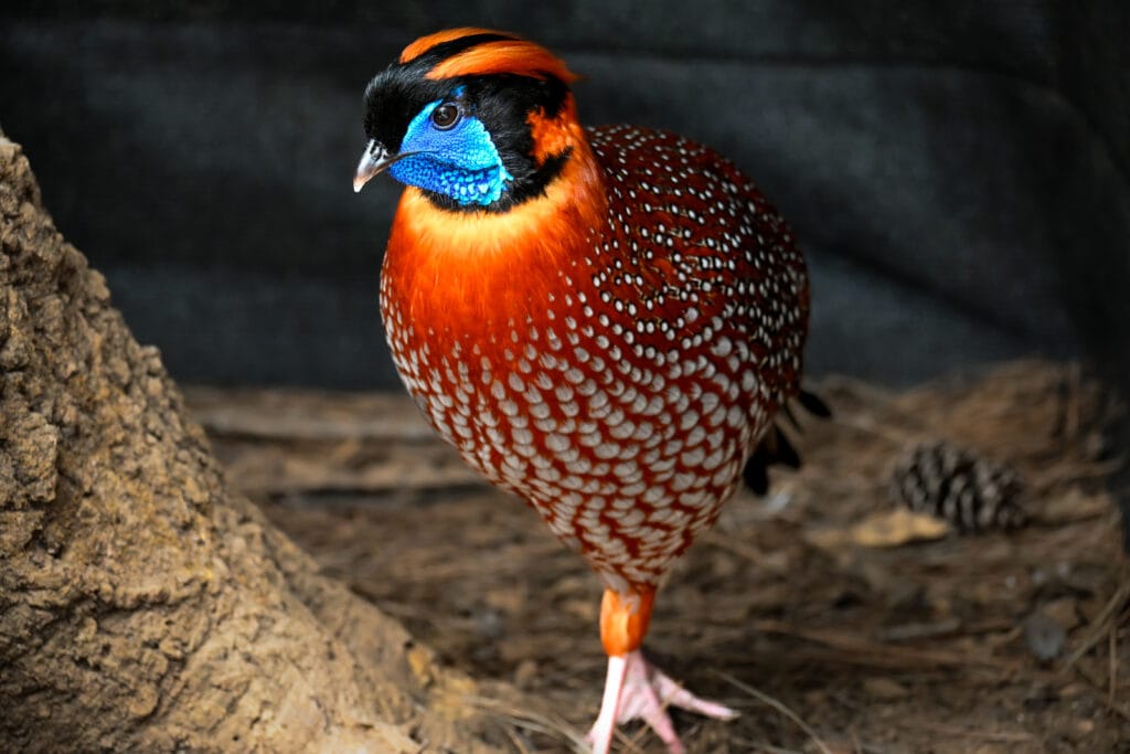 Temmincks Tragopan