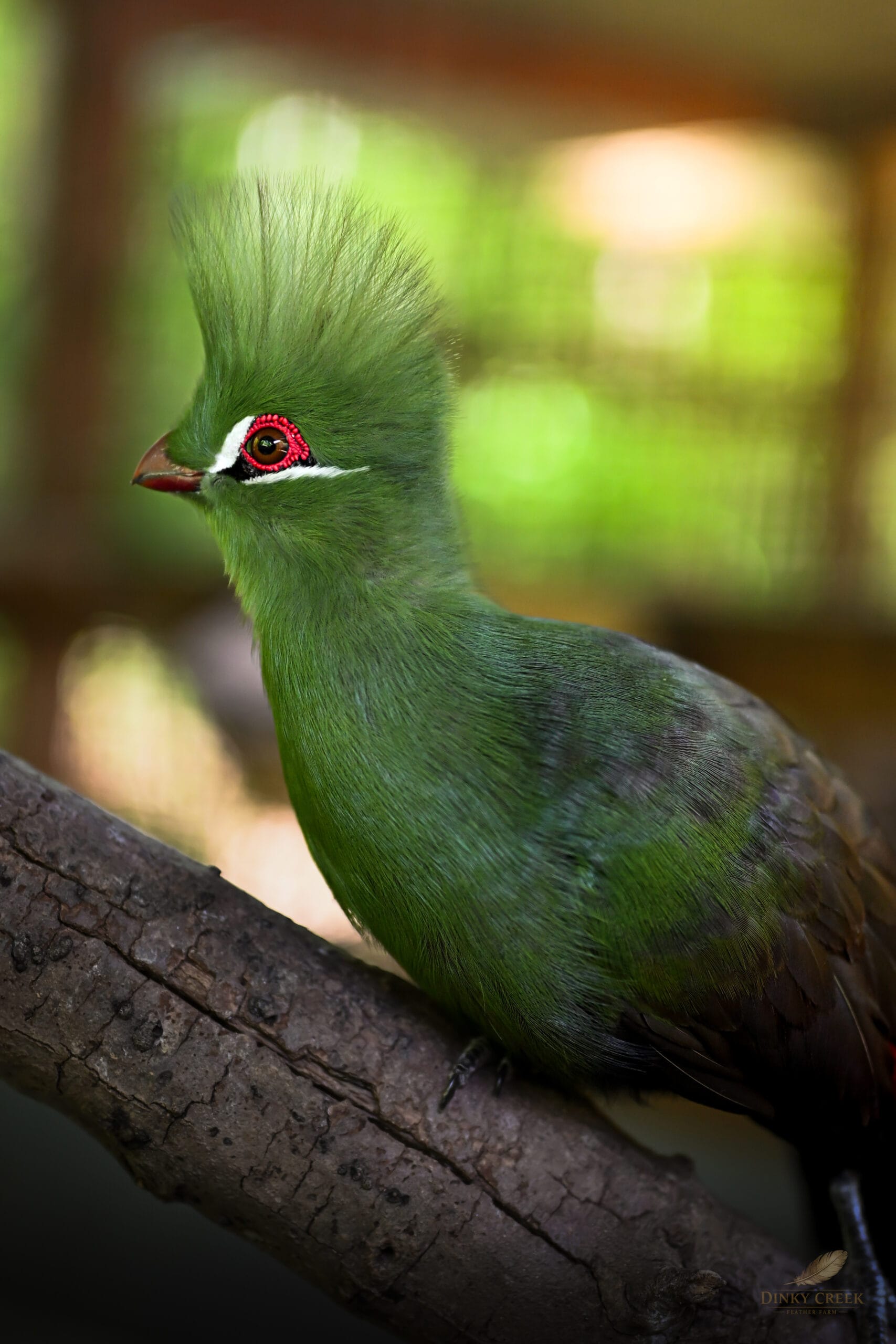 Dinky Creek bird