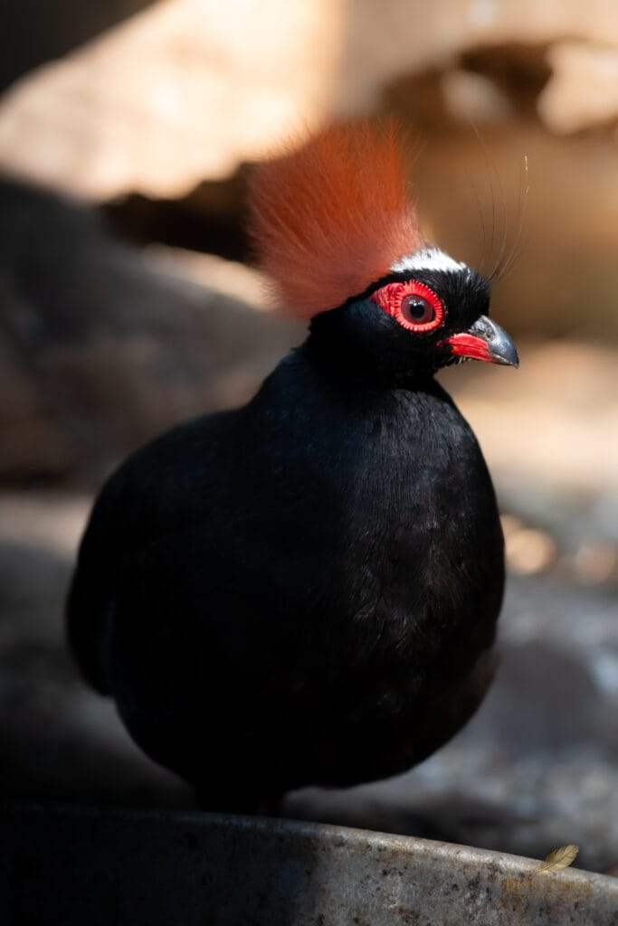 Roul Roul Partridge