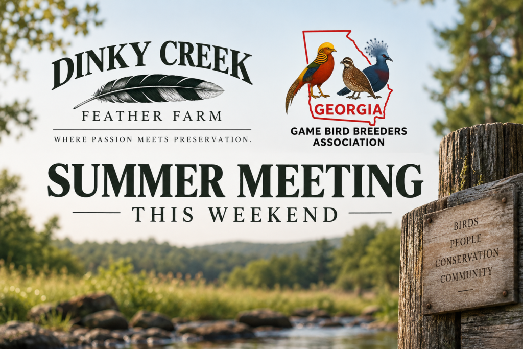 Dinky Creek Welcomes the GGBBA This Weekend